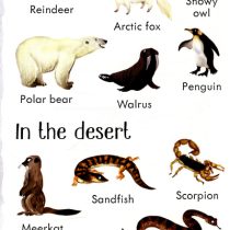 199 Animals 1