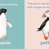 Look! a bird 1