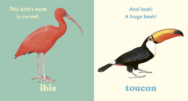 Look! a bird 2
