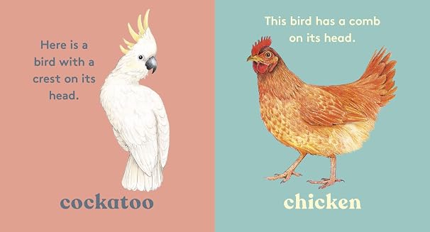 Look! a bird 3