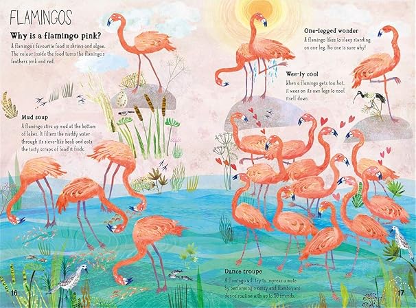 The BIg Book of Birds 2