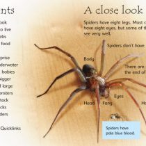 Usborne Beginners Spiders 1
