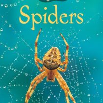 Usborne Beginners Spiders